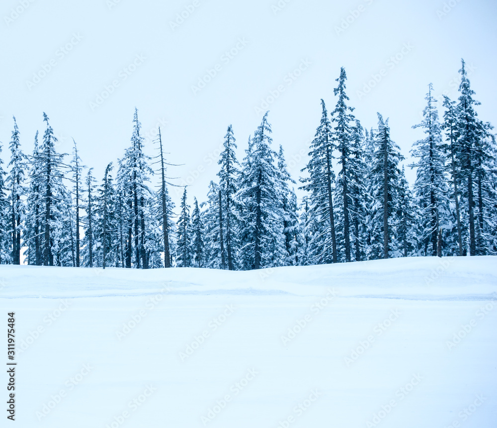 Fototapeta premium Snowy Hemlock Trees Mt. Bachelor Central Oregon