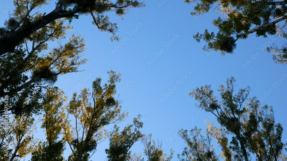 Trees and Blue Sky in Autumn Trees and Blue Sky in Autumn
