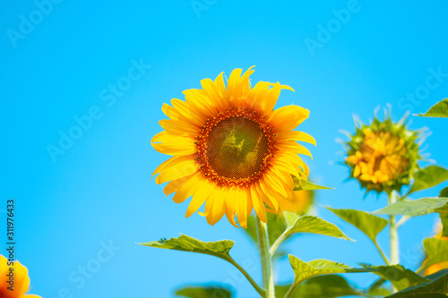  Sunflower field in the morning