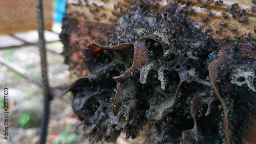 propolis formed in sting-less bees colony's entrance photo