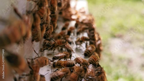 focused bees on their hive entrance photo