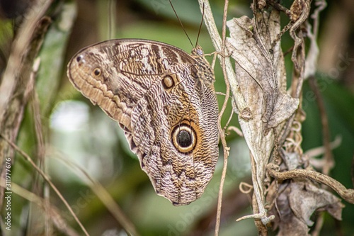 Mariposa