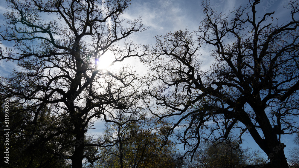 tree tree