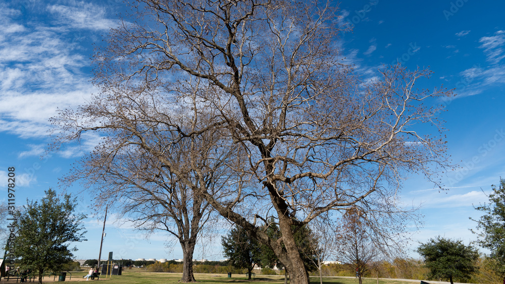 Obraz premium tree