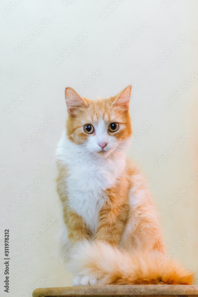 gato amarillo sentado