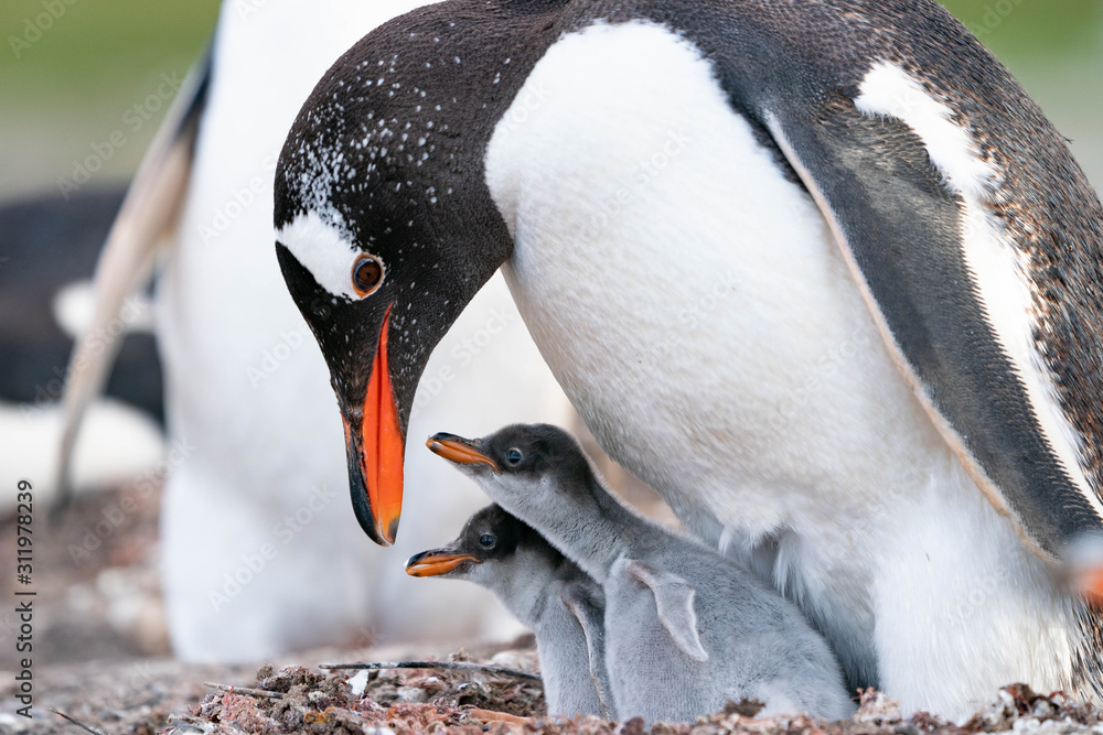 Naklejka premium ペンギン サウンダース島