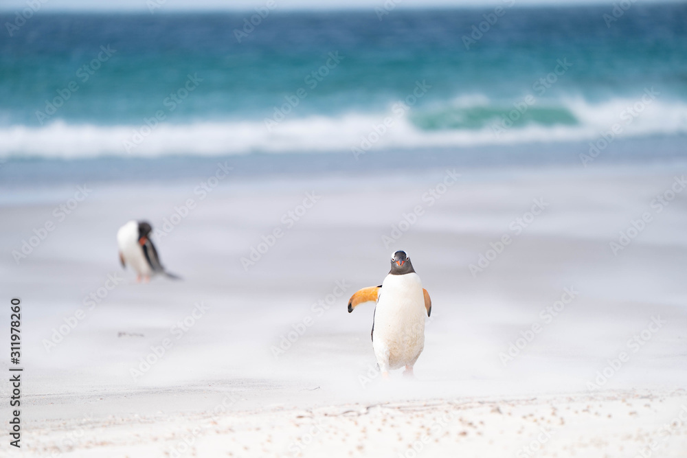 Obraz premium ペンギン サウンダース島