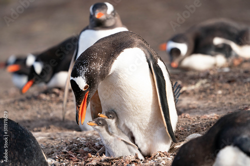ペンギン サウンダース島