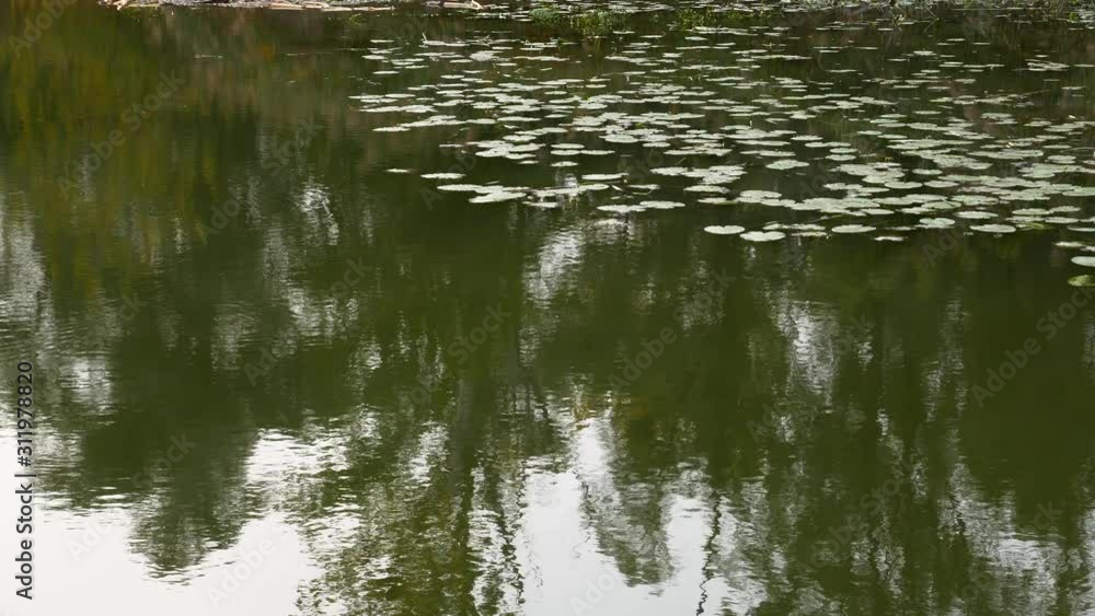 Water Lilies and Reflection of Trees in the Wetlands Water Lilies and Reflection of Trees in the Wetlands