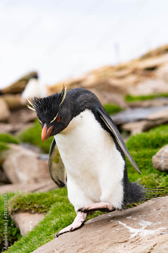 Fototapeta premium ペンギン サウンダース島