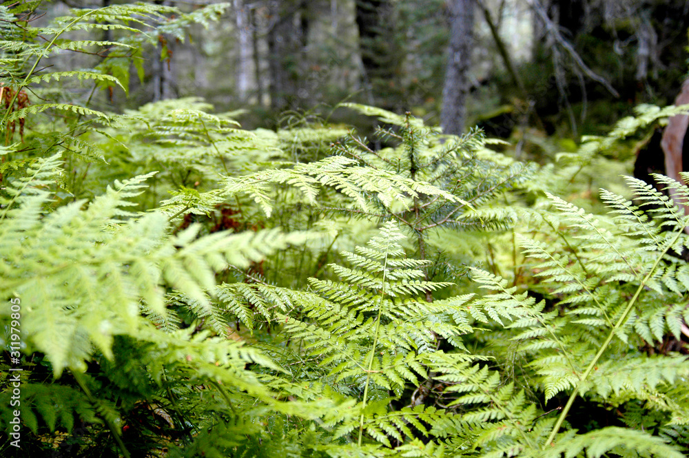 A lush Alaskan fern grotto in a forest filled with green texture and foliage. A lush Alaskan fern grotto in a forest filled with green texture and foliage.
