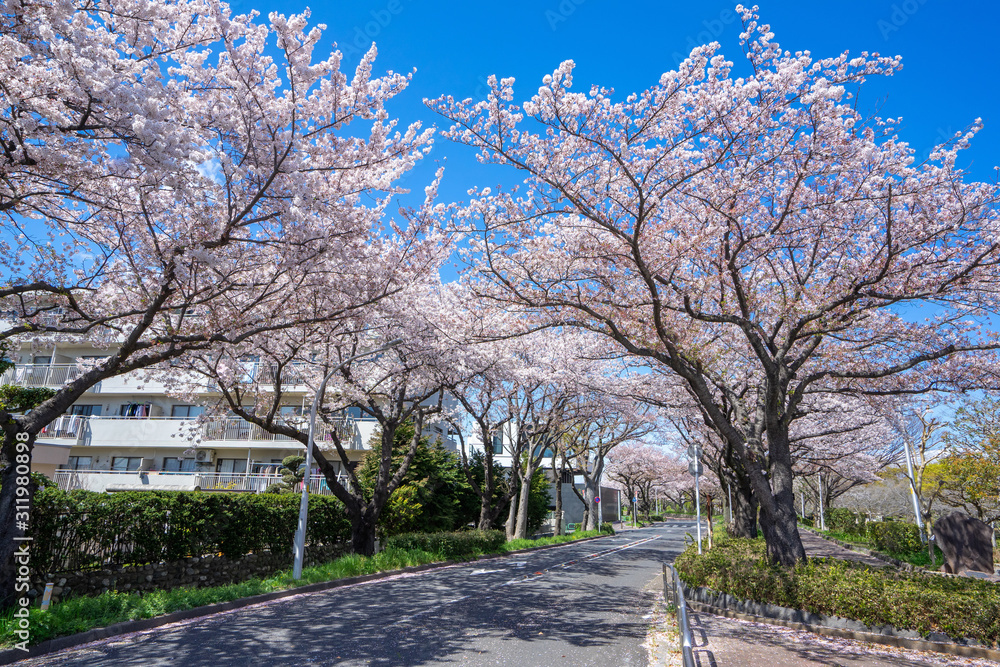 満開の桜 水元公園