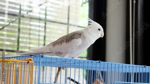 A white faced pied cockatiel standing on top of its cage, looking sideways.