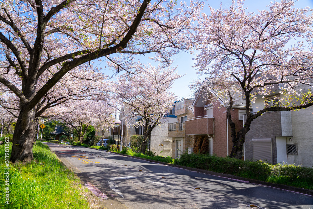 Obraz premium 満開の桜 水元公園