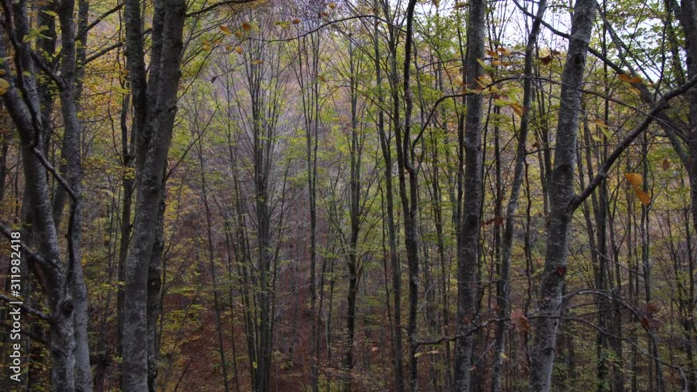 high trees in a forest in autumn high trees in a forest in autumn