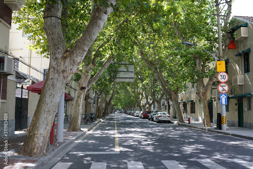 Shanghai,China-September 16, 2019: The former French concession with Platanus trees in Shanghai, China photo
