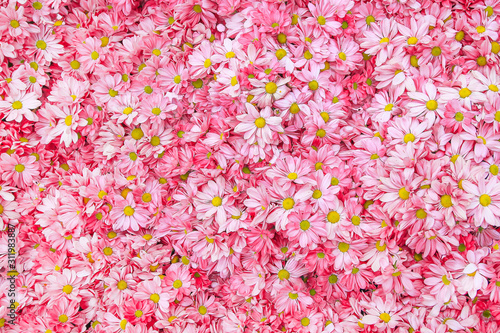 pink daisy flower background pattern bloom.