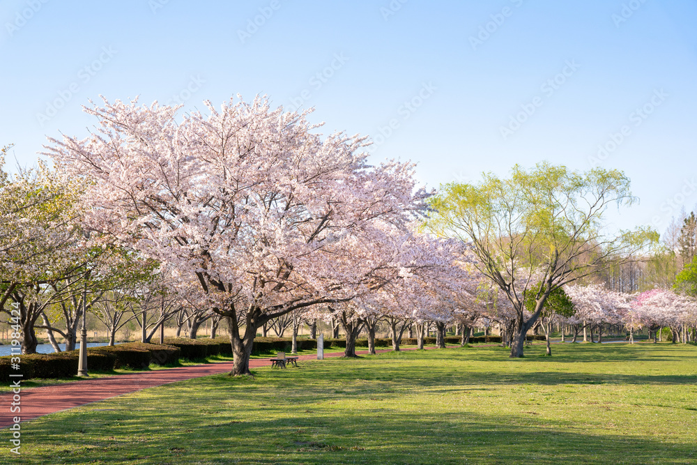 Fototapeta premium 満開の桜 みさと公園
