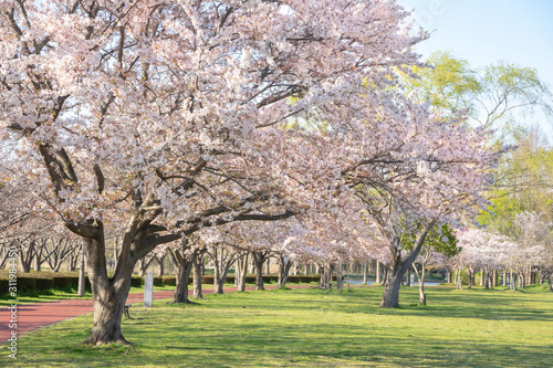 満開の桜 みさと公園