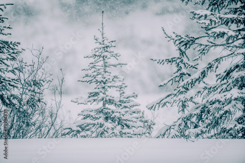 Fototapeta Naklejka Na Ścianę i Meble -  Winter landscape with a little tree and a larger tree