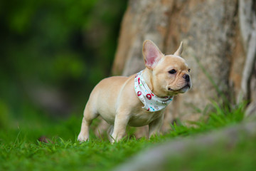 Leinwandbilder Französische Bulldogge Verspielte Bulldogge auf grüner Wiese  © Golden House Images
