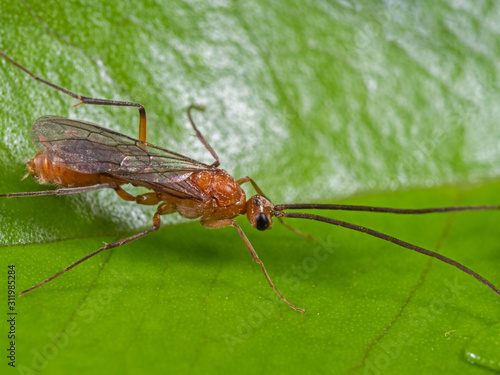Macro Photo of Flying Ant on Green Leaf