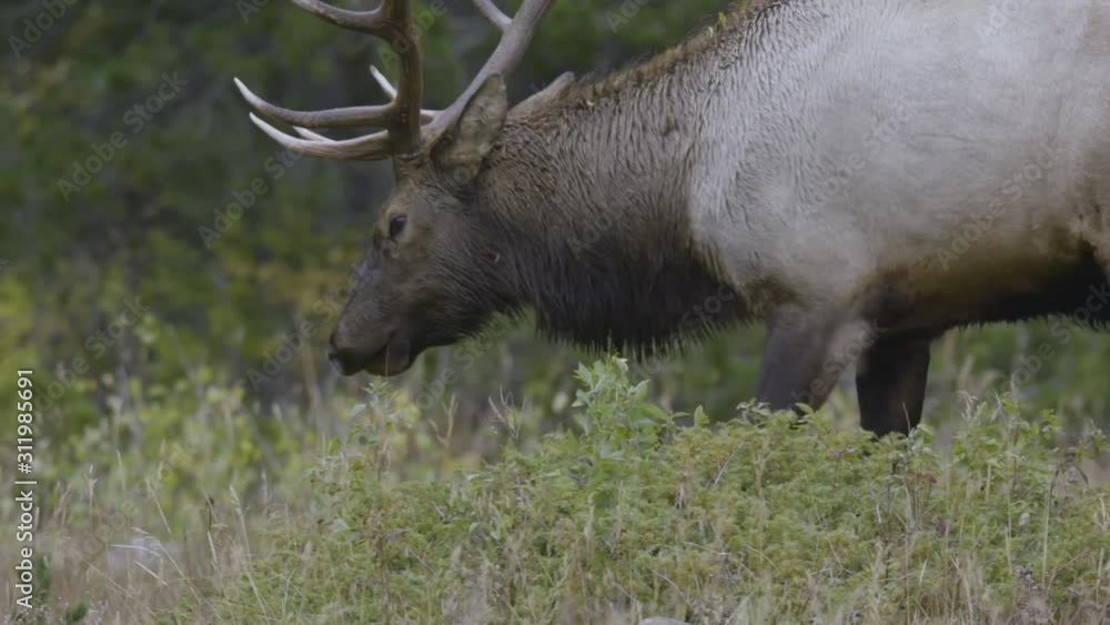 Bull Elk during fall rut in Rocky Mountain National Park. Bull Elk during fall rut in Rocky Mountain National Park.