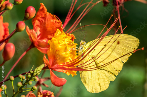 Yellow butterfly on Mexican Bird of Paradise flower