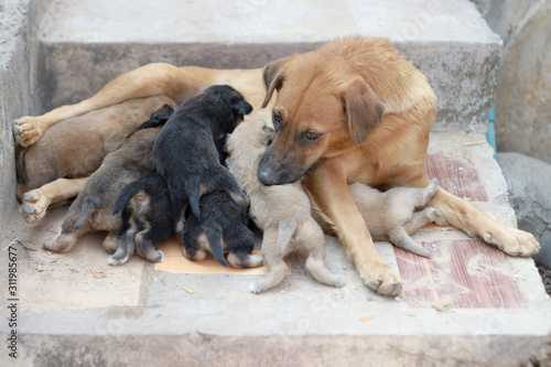 Mother dog gives the baby milk