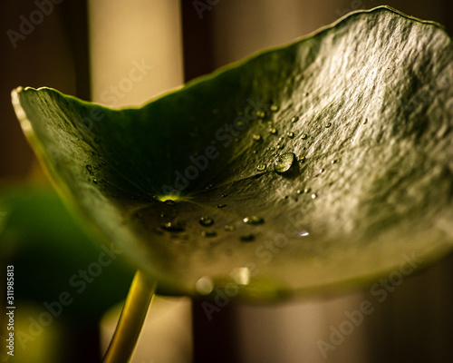 Closeup View of Water Drops on a Leaf