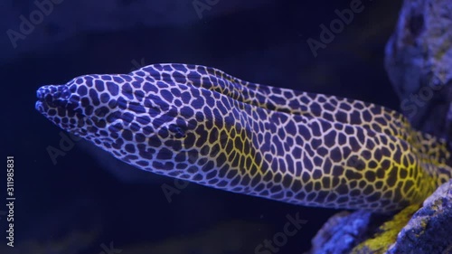 4K static shot of a single black spotted laced leopard morey eel fish with half body out of the rocks floating and breathing slowly in an aquarium with neon lights photo