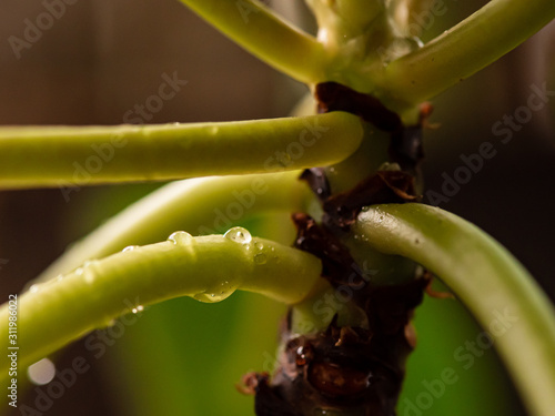 Closeup of Plant Branches
