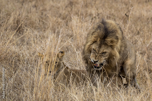 Lions mating, male growling, female looking bored