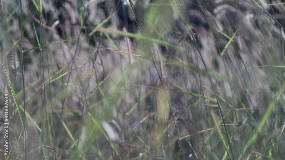Slow motion of cogon grass blow by the wind Slow motion of cogon grass blow by the wind