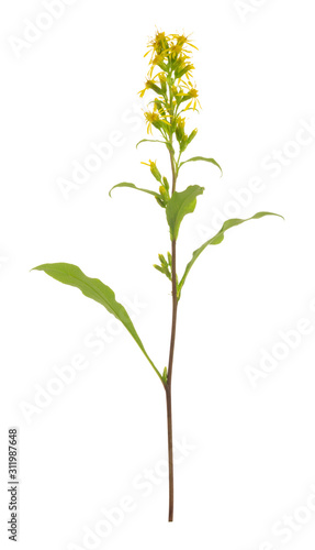 European goldenrod  Solidago virgaurea isolated on white background  this plant has been used as a medical plant