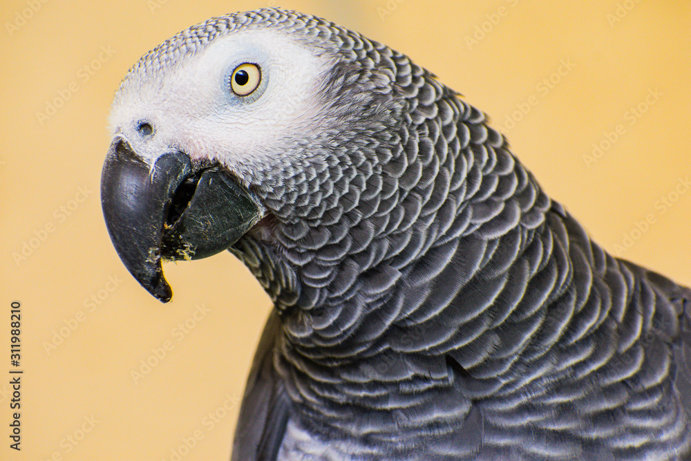 Fototapeta premium Chakka the Grey