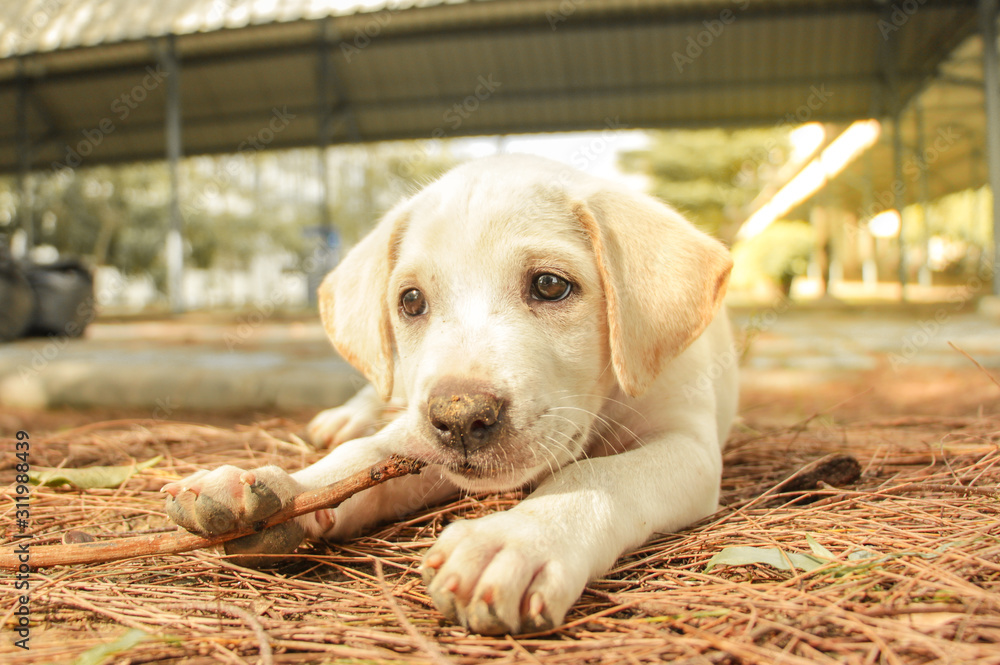 Puppy on the grass