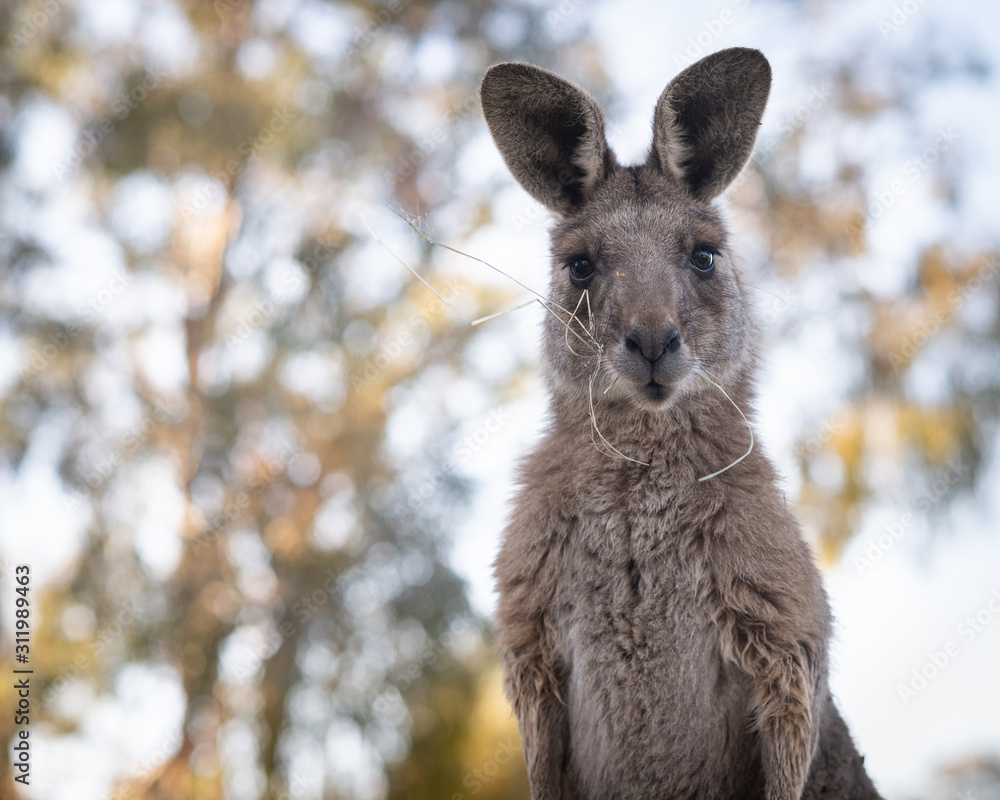 Fototapeta premium kangaroo chewing hay
