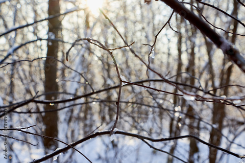 Bare branches of a deciduous tree covered with snow and ice crystals, winter background. Winter pattern with tree branch covered with snow