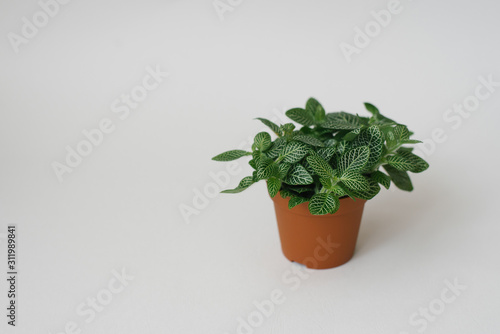 houseplant fittonia dark green with white streaks in a brown pot on a white background Copy space