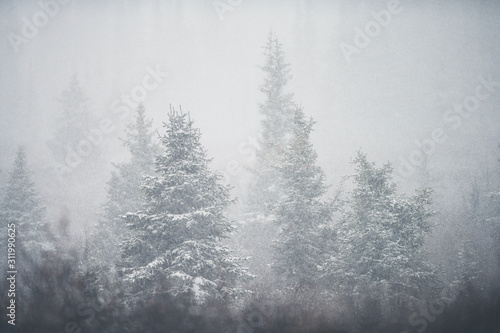 Blizzard snow on evergreen trees