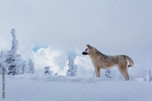 Lonely small grey dog in snowy forest © Smile