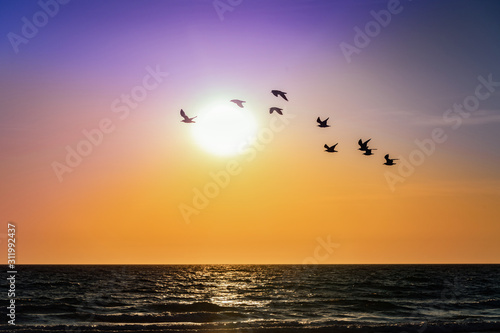 Silhouette of birds over sunset