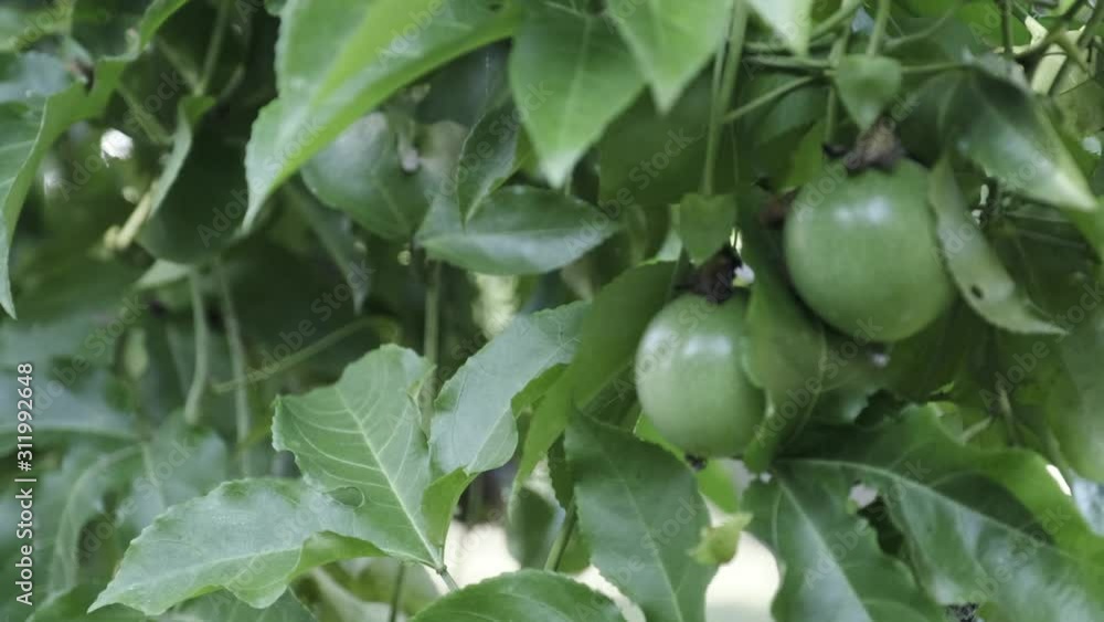 Passion fruit hanging on tree in garden Passion fruit hanging on tree in garden