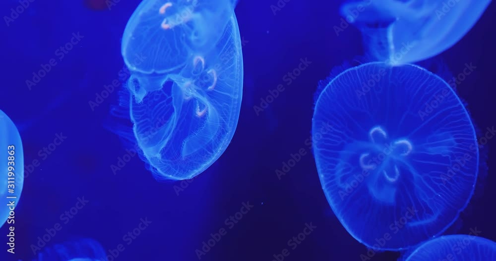 Blue jellyfish floating Blue jellyfish floating
