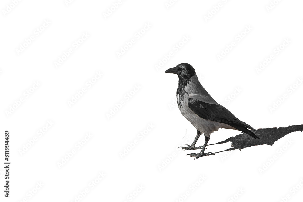 crow on a white background crow on a white background
