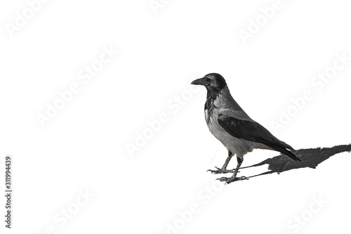 crow on a white background © Andrey Lyubelskiy