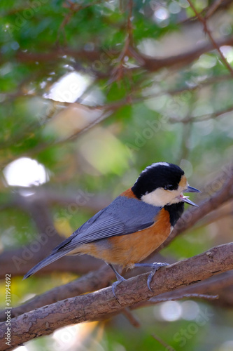 varied tit on branch