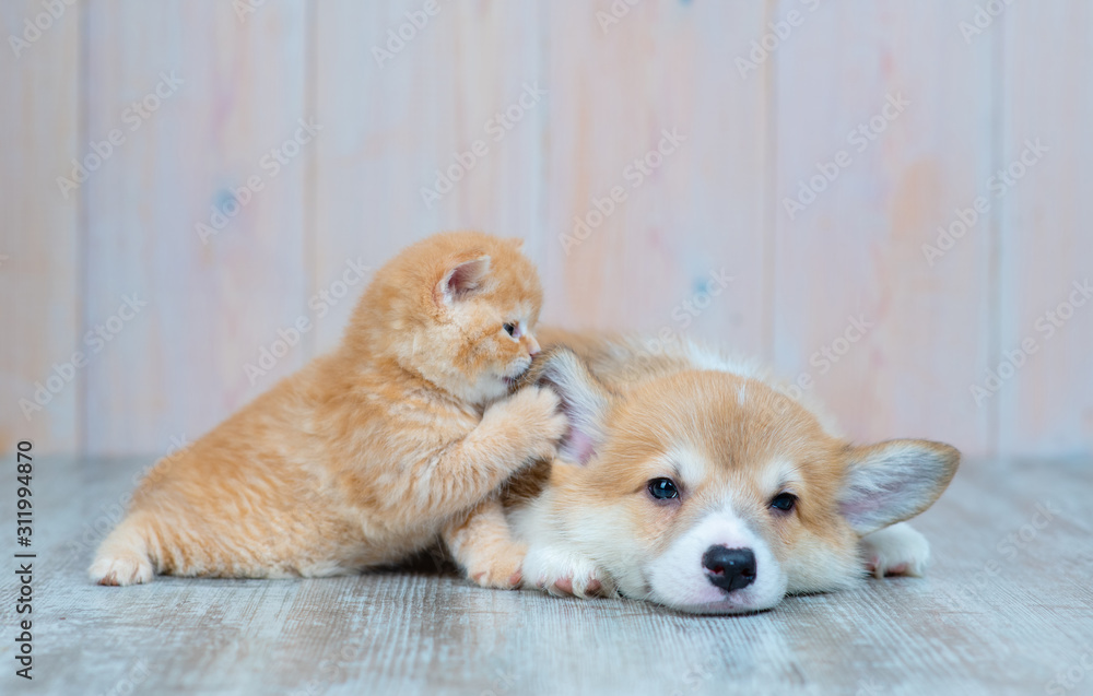 Pembroke Welsh Corgi puppy and kitten together
