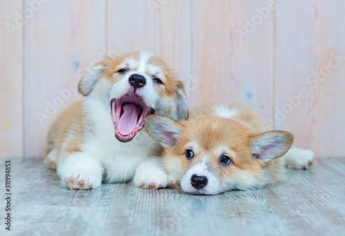 Cute puppies welsh corgi Pembroke